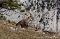 Bouquetin 6172_wm